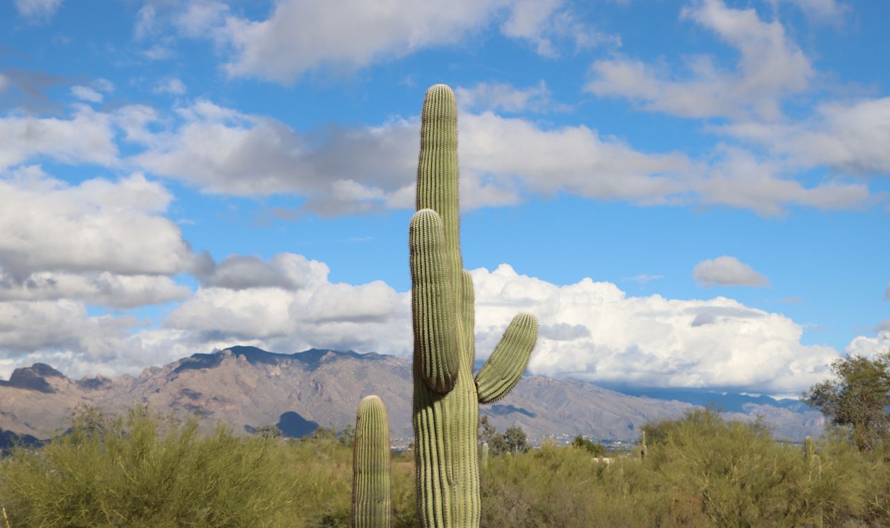A tall saguaro cactus above desert scrub with the mountains behind Tucson, Arizona, where FinTruction handles contractor bookkeeping and monthly closes