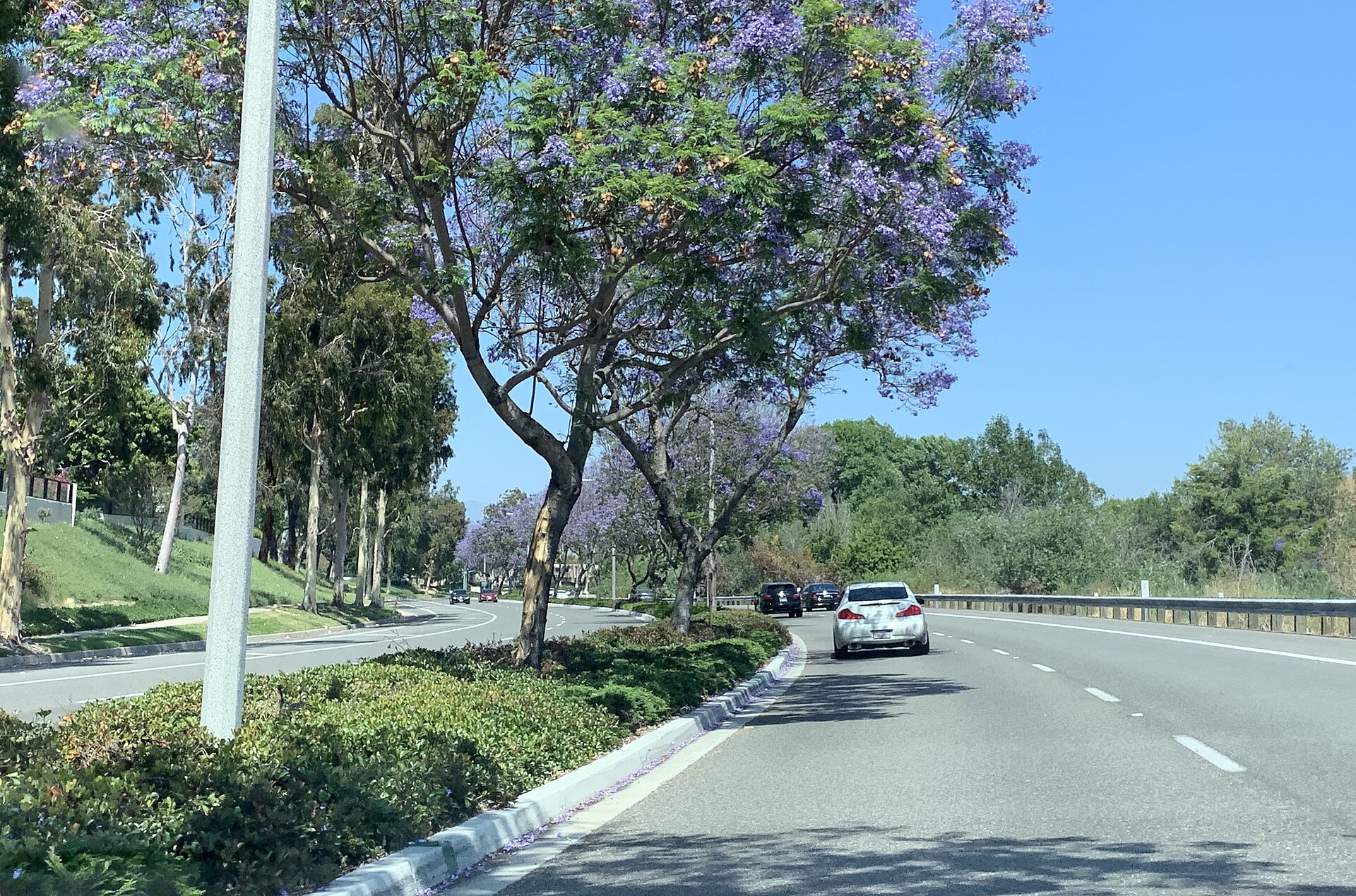 Jacaranda trees in bloom along a landscaped divided parkway in Irvine, the master-planned business districts where we code contractor job costs