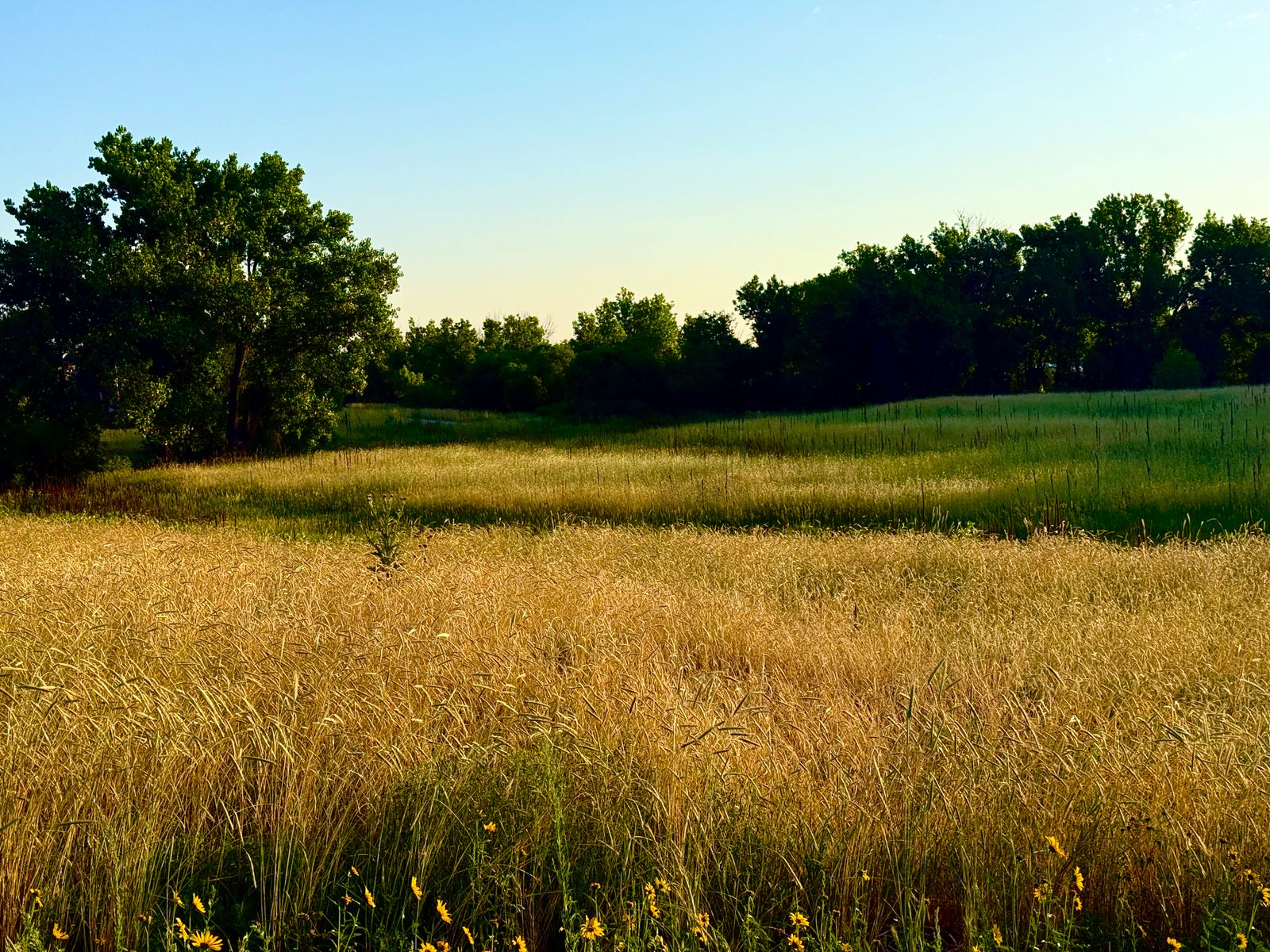 Open grassland and cottonwoods at sunrise on the eastern edge of Aurora, Colorado, where the city continues to expand onto the plains